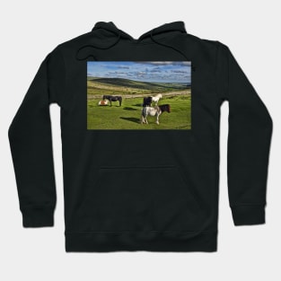 Dartmoor Wild Ponies Hoodie